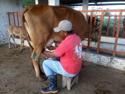 Processo de ordenha no sítio 'Rancho da Serra' em Bananeira - PB. Imagem de arquivo pessoal cedida pela equipe de extensão. 