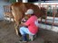 Processo de ordenhamento no sítio 'Rancho da Serra' em Bananeira - PB. Imagem de arquivo pessoal cedida pela equipe de extensão. 