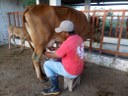 Processo de ordenha no sítio 'Rancho da Serra' em Bananeira - PB. Imagem de arquivo pessoal cedida pela equipe de extensão. 